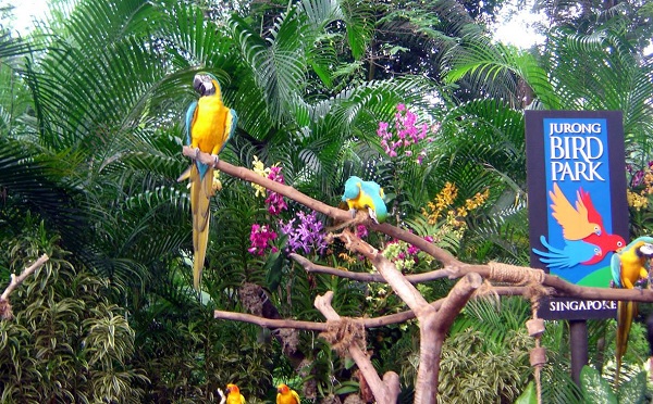 Được tìm hiểu về thế giới loài chim tại vườn chim Jurong